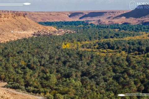 Tafilalet Oasis in Morocco