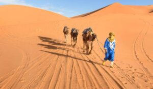 Berber walking with camels at Erg Chebbi orange dunes, Morocco