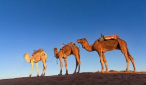 Erg Chigaga, one of Morocco’s two major Saharan ergs