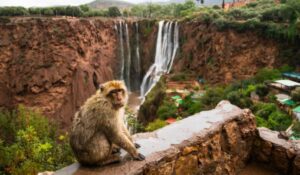 Monkey from the viewpoint at the top of the Ouzoud Waterfalls