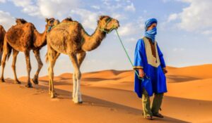 Tuareg crossing the hot Sahara desert with precious camels