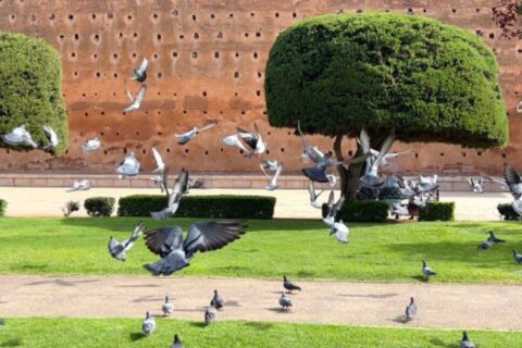 Bird Watching in Morocco