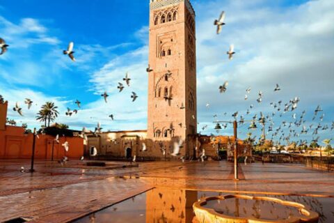 Birding Tours Morocco