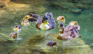 Cute family of ducks in the river, Talassemtane national park, morocco