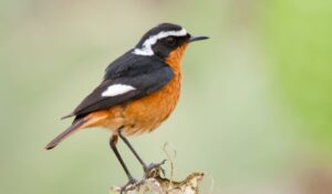 Moussier's Redstart Phoenicurus moussieri