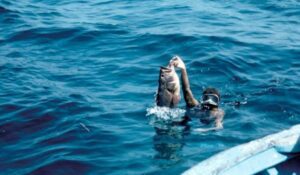 Near Agadir, Morocco Harpoon fisherman presents his prey on the water surface off the coast of Morocco