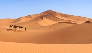 Tuareg with camels on the western part of The Sahara Desert in Morocco. The Sahara Desert is the world's largest hot desert.