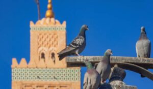View on the minaret of the Koutoubia mosque, the largest mosque in the Moroccan city of Marrakch