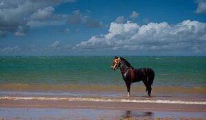 A dark horse on Essaouira beach