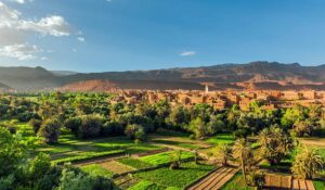 Garden and palm trees in Morocco 